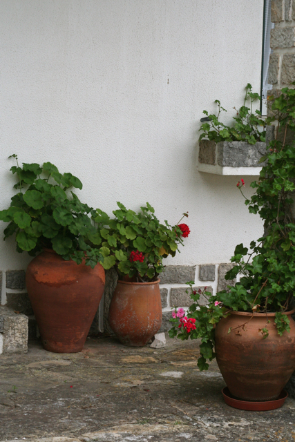 Sardinheiras :: Pelargoniums – Constanca Cabral